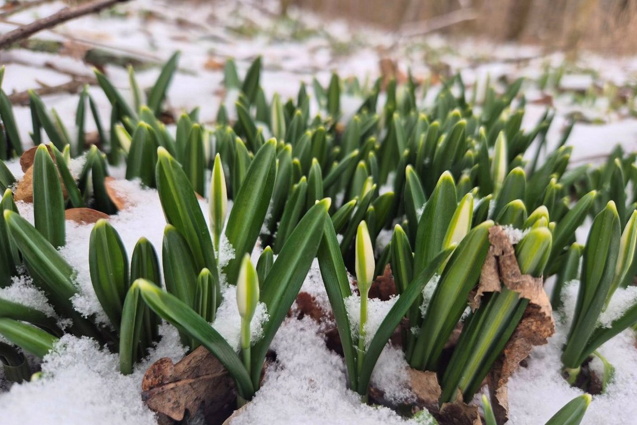 Магія весни: Холодний Яр анонсував цвітіння підсніжників