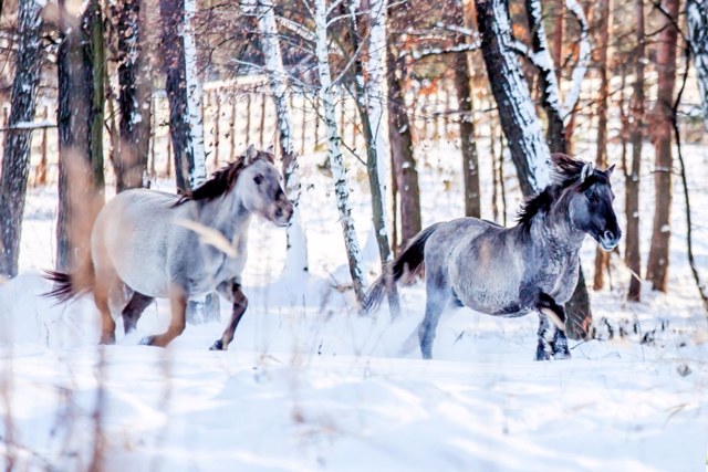Екопарк "Беремицьке" запрошує зустріти весну на природі