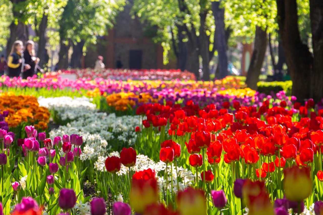 Фестиваль тюльпанів у Кропивницькому